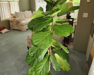 Fiddle Leaf Plant 