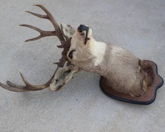 8 point buck mount
