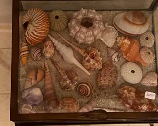 This is a glass display box full of varied seashells.