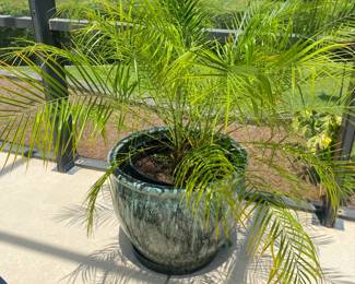 #48 - $100 - Greenish planter with palm 20x24 
