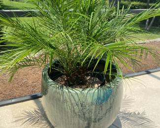 #53 - $120 - Large green planter with robellini palm tree 20x24
