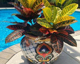 #47 - $100 - Mexican plant 15x14H sun plant 