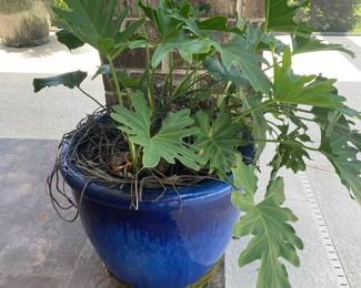#42 - $100 Blue planter with philendodrum