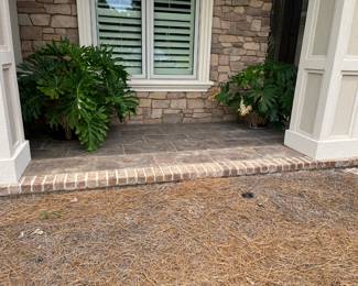 Two of 4 plants for sale in ceramic planters $150 EACH 2 Sold 