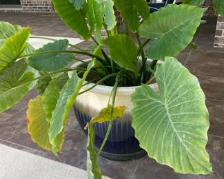 #40 - $100 -Navy & taupe planter with plant 20x24