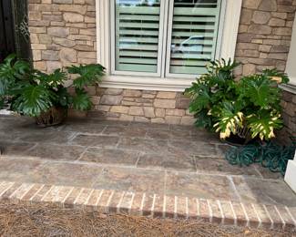 Two of 4 plants for sale in ceramic planters $150 EACH 