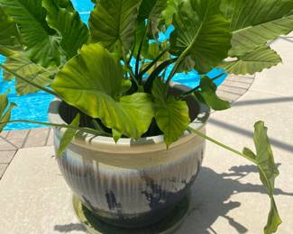 #46 - $100 - Taupe & green planter with philendodrum