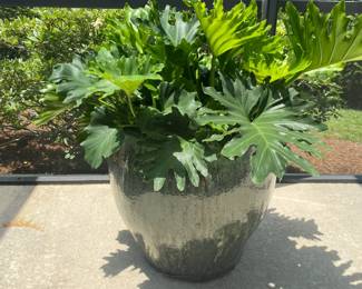 #54 - $120 - Large green planter with philodendrum 18x24