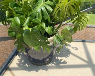 #50 - $100 - Large green planter with philodendrum 18x24