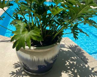 #45 - $100 - Taupe & green planter with philendodrum