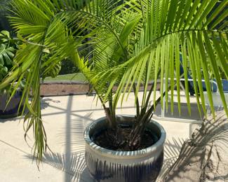 #51 - $100 - Navy & taupe planter 19x23 round Aretha plant  