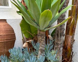 Succulent Plants in Pots: Blue Chalk Sticks