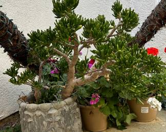 Succulent Plants in Pots