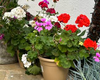 Geraniums