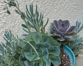 Succulents in Pots