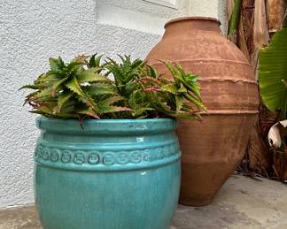 Succulents Plants in Pots: Tiger Tooth Aloe