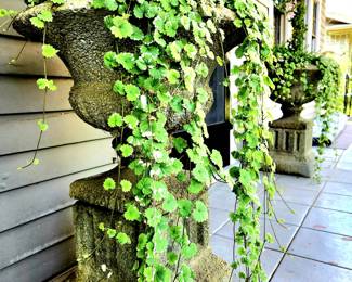 Pair of Concrete Planters w/plants - $325 or bid #35