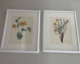 Two framed vintage botanical prints.