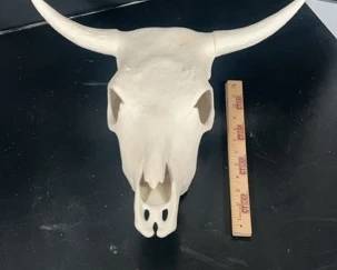 Handcrafted Ceramic Skull Bull Cow Deer Steer w Horns