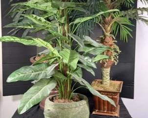 3 Silk Plants In Pots