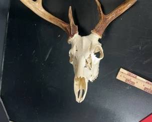 Deer Skull Wall Mount 