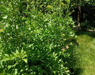 Lovage herb leaves, a celery flavored herb that  is used for soups, stews and marinades.
It also can be dried.