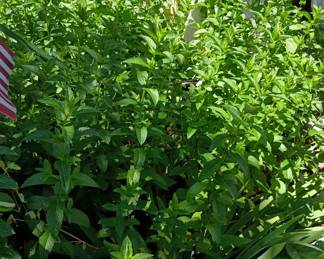 Fresh Mint cuttings 
Man Uses  including marinades, cooking, mojitos, and tea. 