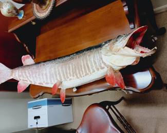 Vintage musky taxidermy mount.