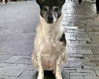 Pup NFS  "I'm on a world tour, so Mom is holding down the fort...  It's good to be the dog!"