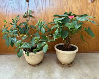 Peace Lily w/ Red Bloom & Crepe Jasmine? House Plants	