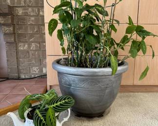 Pothos Plant + Prayer Plant in Teapot	