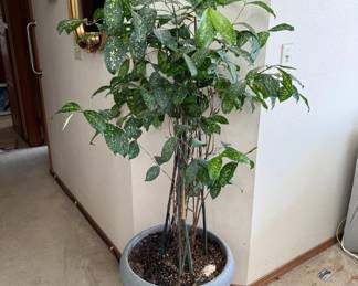Mature Dracaena - Possibly 'Gold Dust' Japanese Bamboo - 62"T	