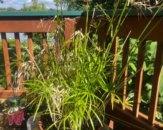 Umbrella plant (swamp plant)