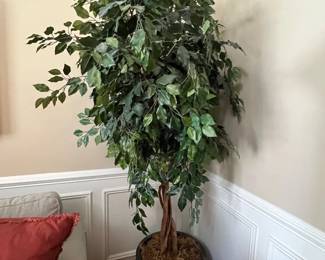 25. Faux Ficus in Planter (7'h)