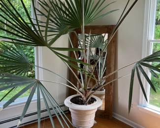 47. Palm in Planter