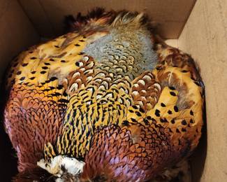 Several pheasant skins 
