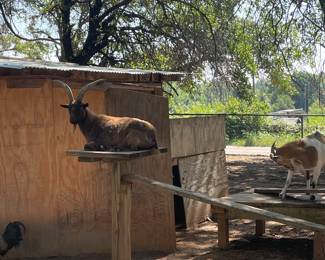 Goats not for sale but can be loved on 