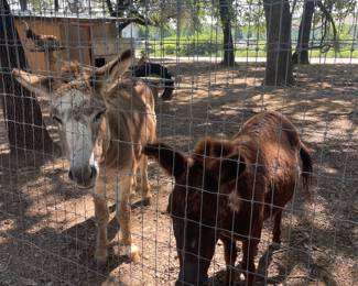Donkeys not for sale but can be petted :)