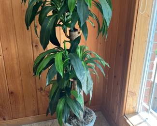 #49 - $34 Faux Plant