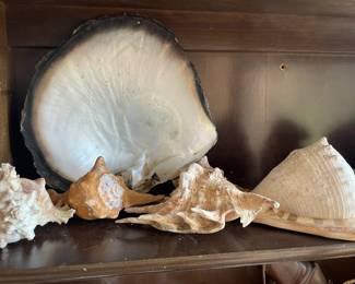 Assortment of Seashells