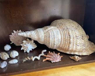 Assortment of Seashells