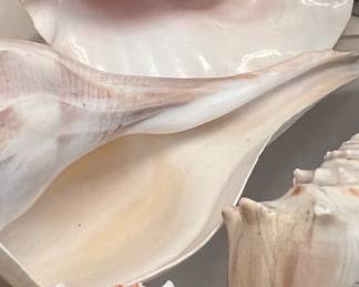 Shells, shells and more shells