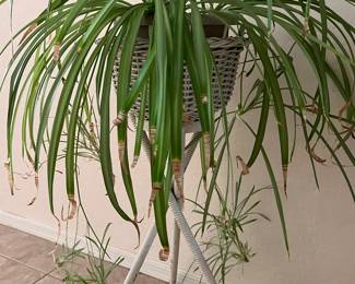 Live Plant in Wicker Stand