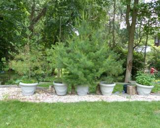 Planters with trees