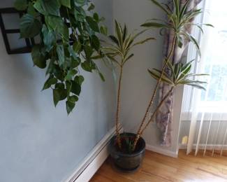 Plant