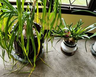 Plants looking for a happy home!!