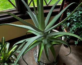Aloe!