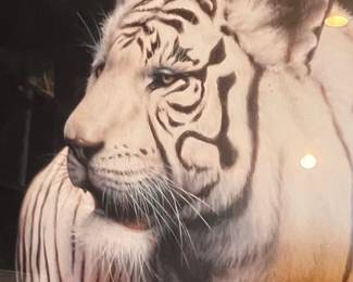 Shandar by Sambataro signed copy