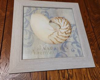 Nautilus Shell Picture