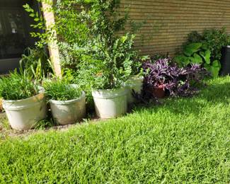 Plants in Large Pots
